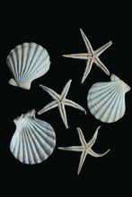 Load image into Gallery viewer, Coquillages et étoiles de mer