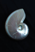 Load image into Gallery viewer, Black Nautilus