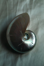 Load image into Gallery viewer, White Nautilus