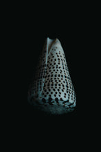 Load image into Gallery viewer, Cône