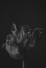 Load image into Gallery viewer, FLEUR II