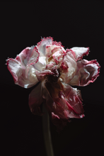 Load image into Gallery viewer, FLEUR