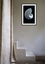 Load image into Gallery viewer, Black Nautilus