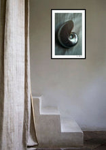 Load image into Gallery viewer, White Nautilus