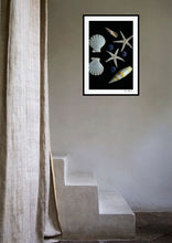 Load image into Gallery viewer, Mix of shells