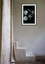 Load image into Gallery viewer, 8 shells