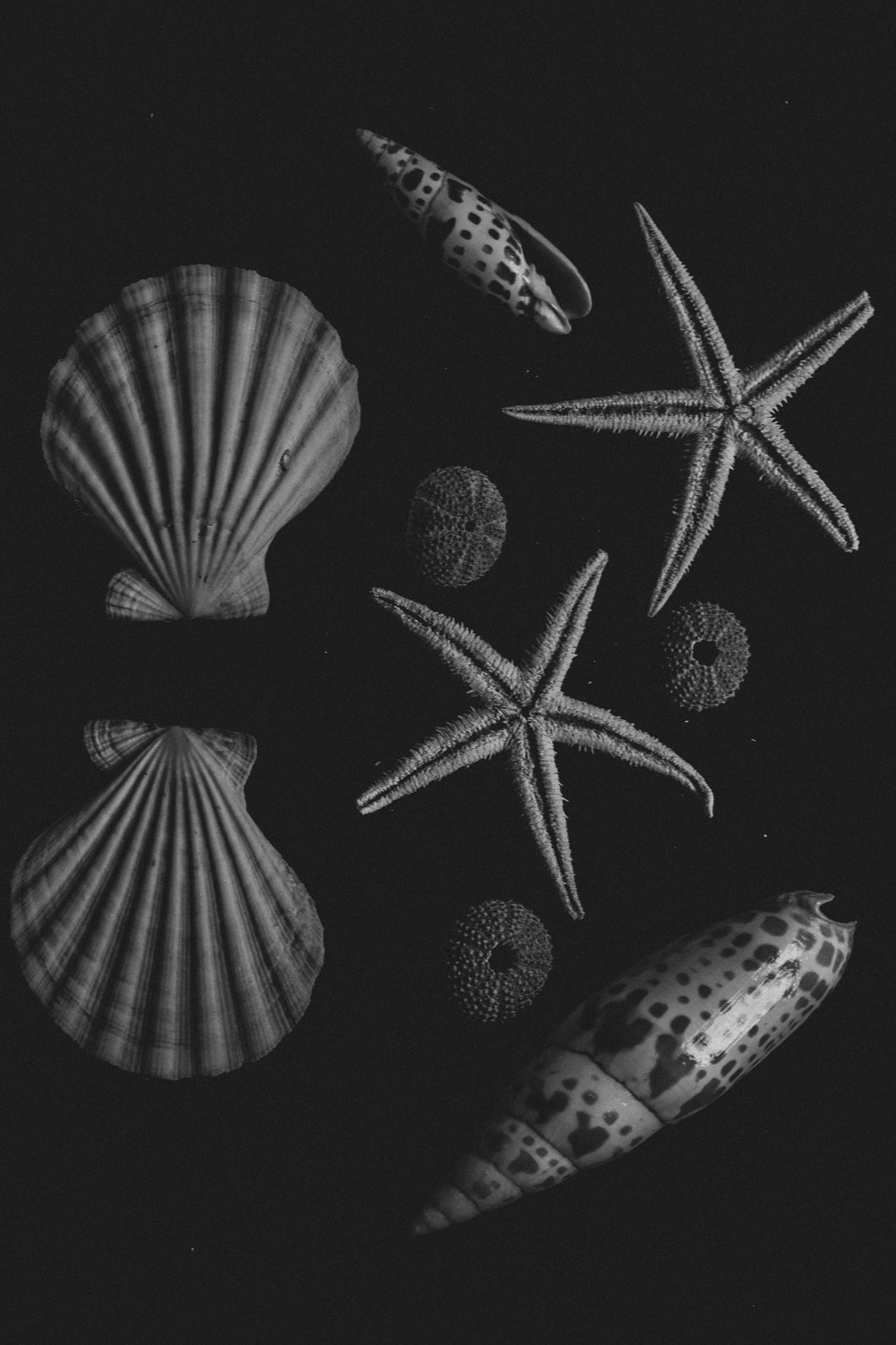 Mix of shells in b&w