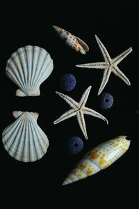 Mix of shells