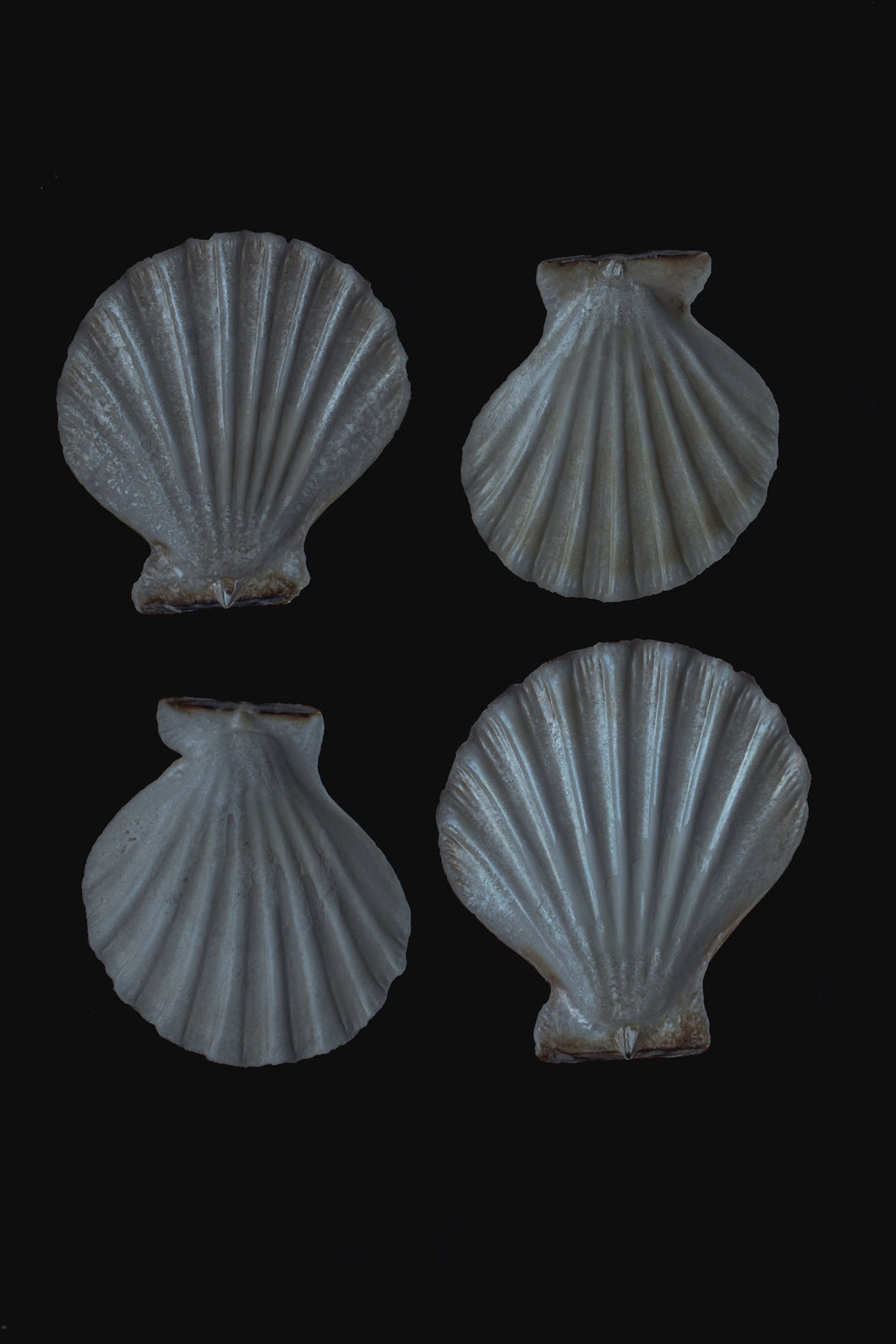 4 shells on black
