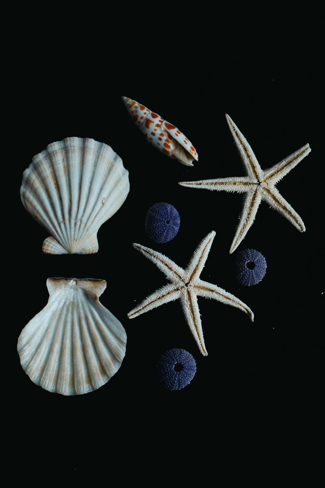 8 shells
