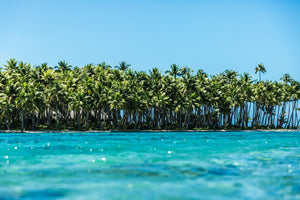 Cocoteraie sur un motu de Bora Bora